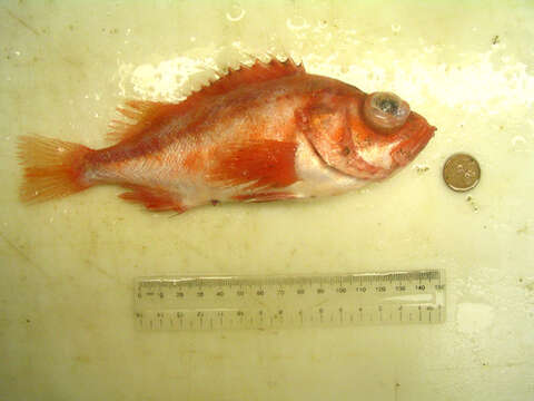 Image of Splitnose rockfish