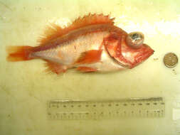 Image of Splitnose rockfish