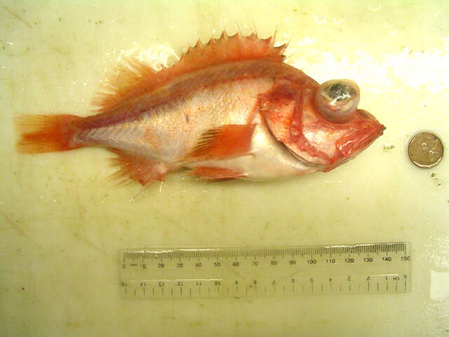 Image of Splitnose rockfish