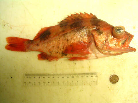 Image of Darkblotched rockfish