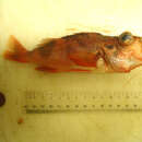 Image of Sharpchin rockfish
