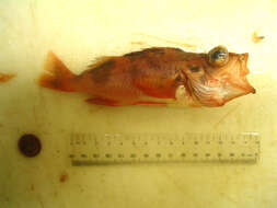 Image of Sharpchin rockfish