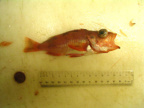 Image of Sharpchin rockfish