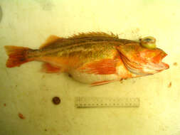 Image of Greenstriped rockfish