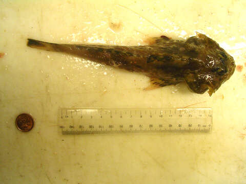 Image of Filamented sculpin