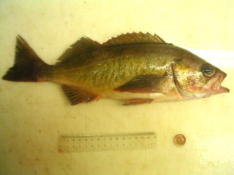 Image of Widow rockfish