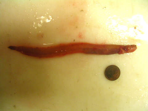 Image of Dwarf wrymouth