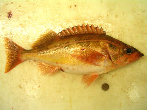 Image of Redstripe rockfish