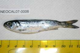 Image of Coho Salmon