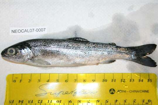 Image of Rainbow Trout