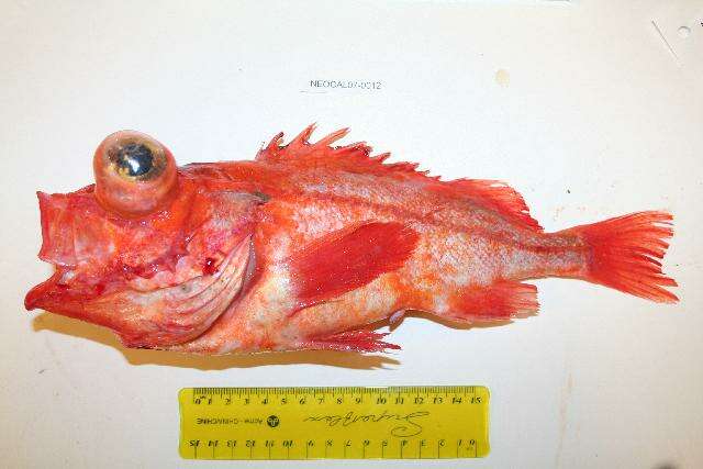 Image of Splitnose rockfish