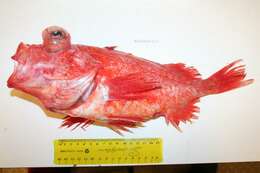 Image of Splitnose rockfish