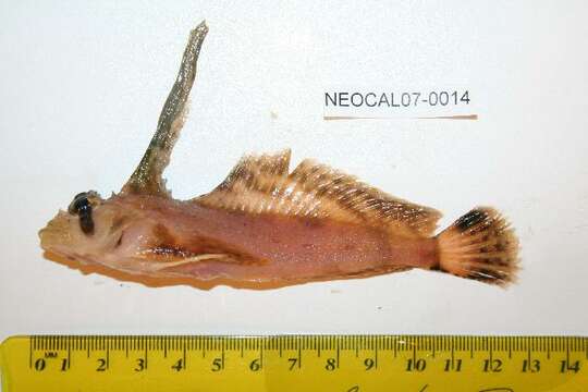 Image of Sailfin sculpin