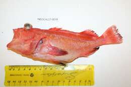 Image of Yelloweye rockfish