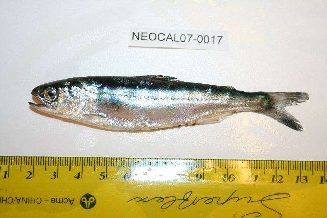 Image of Chinook Salmon