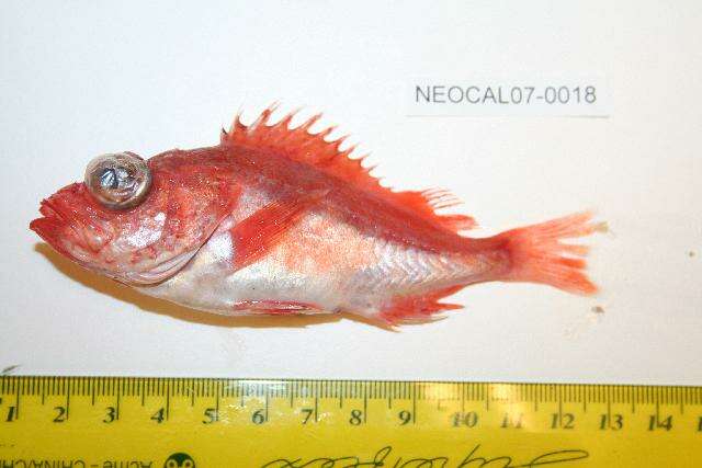 Image of Splitnose rockfish