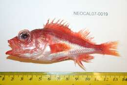 Image of Splitnose rockfish