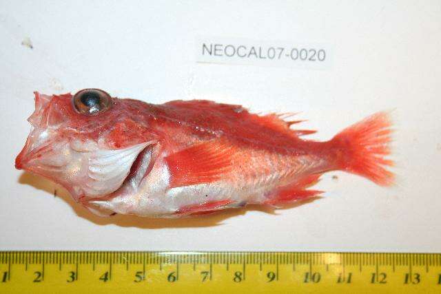 Image of Splitnose rockfish