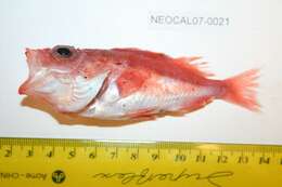 Image of Splitnose rockfish