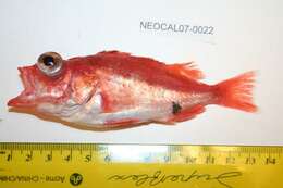 Image of Splitnose rockfish