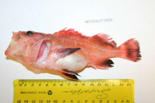 Image of Yelloweye rockfish