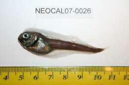 Image of Nectoliparis