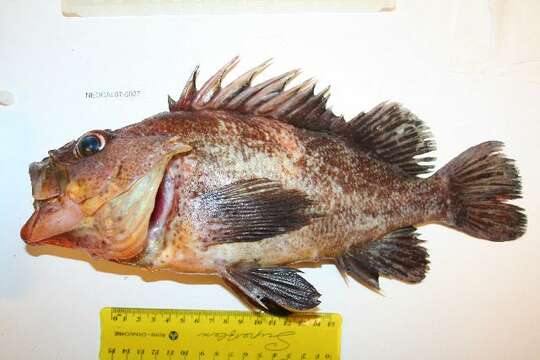 Image of Quillback rockfish