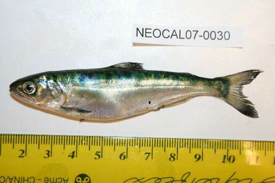 Image of Chinook Salmon