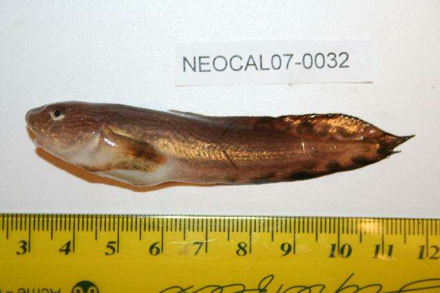 Image of Continuous-finned liparid