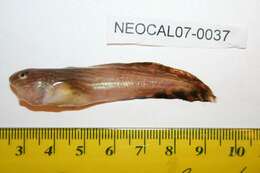 Image of Continuous-finned liparid