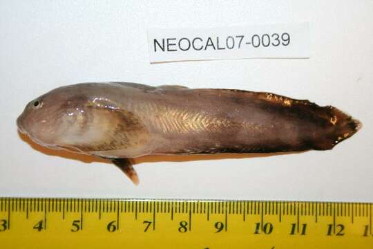 Image of Continuous-finned liparid