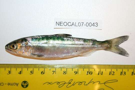 Image of Chinook Salmon