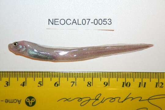 Image of Pale eelpout