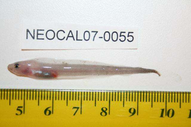 Image of Pale eelpout