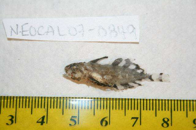 Image of Shortmast sculpin