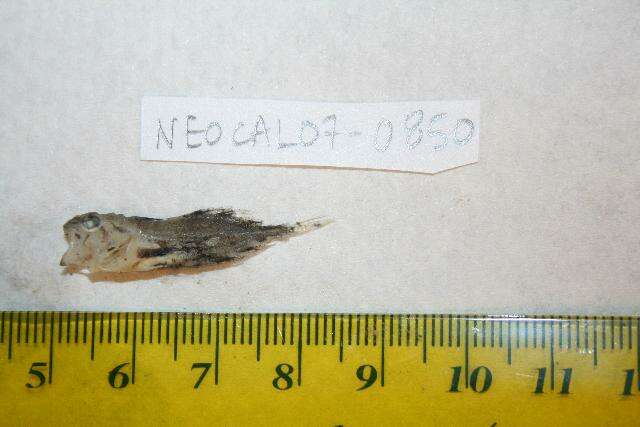 Image of Shortmast sculpin