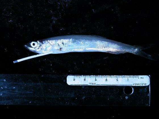 Image of Whitebait smelt