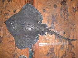 Image of Roughtail skate