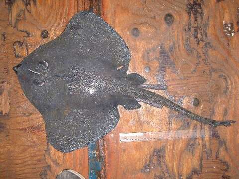 Image of Roughtail skate