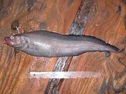 Image of Twoline Eelpout