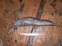 Image of Twoline Eelpout