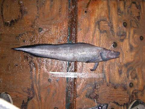 Image of Longsnout eelpout