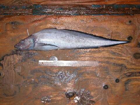 Image of Longsnout eelpout