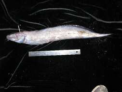 Image of Longsnout eelpout