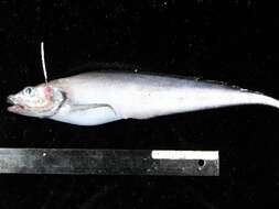 Image of Longsnout eelpout