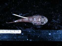 Image of Dasycottus