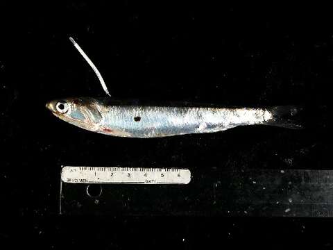 Image of Anchovy