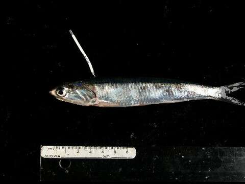 Image de Anchois de California