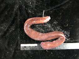 Image of Black Hagfish