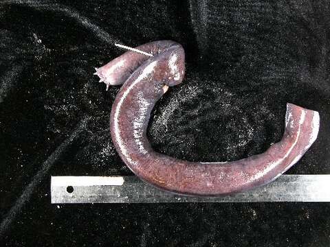 Image of Black Hagfish